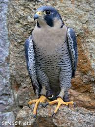 Birds Of Prey Digital Release Date Pin By Gaylen Kozi On Birds Of Prey In 2020 Birds Of Prey Peregrine Falcon Pet Birds