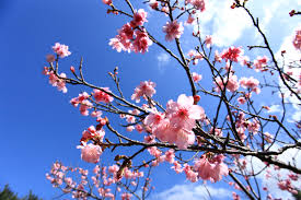 A cherry blossom is a flower of many trees of genus prunus. Cherry Blossoms Visit Okinawa Japan