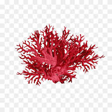 Birgit schmettkamp velag, bornheim, germany. Coral Png Images Pngwing