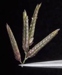 Image result for Eragrostis congesta