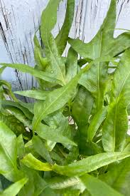 Image result for Microsorum scolopendria