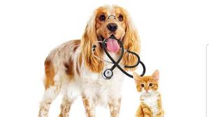 153 reviews of all pets medical centre sadly, dr. All Pets Mobile Vet Nurse Home Facebook