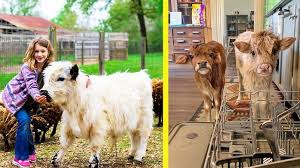Tiny bubbles world's smallest registered miniature horse. Newest Trend Mini Cows As Pets Country Music Nation