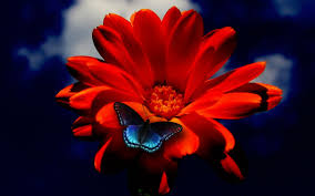 Maybe you would like to learn more about one of these? Red Orange Flower Blue Butterfly Wallpapers Hd Desktop And Mobile Backgrounds