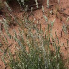 Image result for Enneapogon scoparius