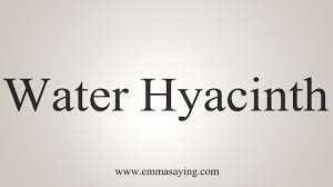 How To Say Water Hyacinth Youtube