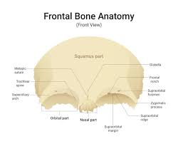 Image result for Frontal Bone