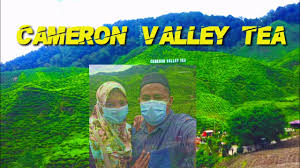 Ladang teh boh habu ringlet | cameron highlands. Cameron Valley Tea Youtube