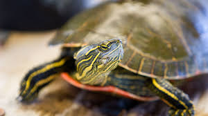 But they do have cons, and they can be big. Should You Keep A Wild Turtle