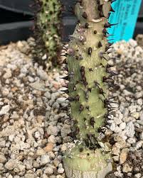 Image result for Adenocline acuta