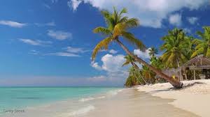 Find your favorite image in the list above. Tropical Zoom Virtual Background Video Template Postermywall