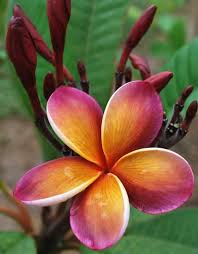 Plumeria Musk Rainbow Plumeria Flowers Plumeria Tree Planting Flowers