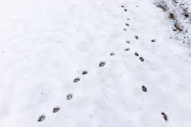 Tierspuren Im Garten Lesen Wer Lief Denn Hier Herum