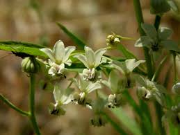 Image result for Asclepias buchwaldii