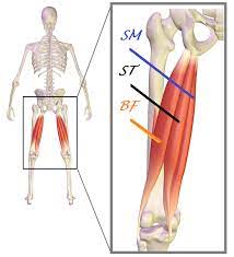 Posterior view of left lower extremity. Tendon Disorders Of The Hip And Thigh Orthopaedia