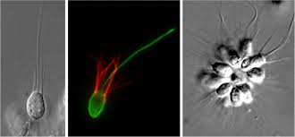 In contrast, bacteria and archaea are made up of a single prokaryotic cell. Inner Workings Understanding The Evolution Of Cell Types To Explain The Roots Of Animal Diversity Pnas