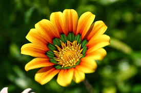 Blok888 Top 10 Most Beautiful Flowers In The World 2