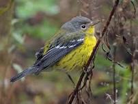 Bird Walk with the Alan Devoe Bird Club