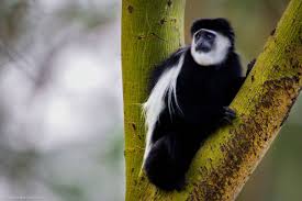 kenya s incredible lake nakuru nakuru interesting animals african safari
