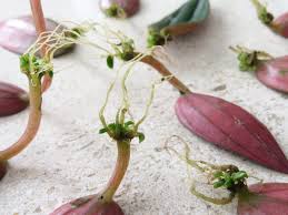 You can use rooting hormone when propagating by leaf cuttings as well. Kathy Twitter à¤µà¤° I Ve Had These Peperomia Leaves In A Vase Of Water On The Kitchen Windowsill And They Re Growing Tiny Plantlets Now They Re From Peperomia Caperata Rosso Peperomia Houseplants Foliagefriday Https T Co 86gwm8cnrp