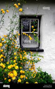 Cottage bianco muro di pietra sul telaio di una finestra dipinte di bianco  tradizionale casa di pietra fiore giallo fiorito kerria japonica pleniflora  Foto stock - Alamy