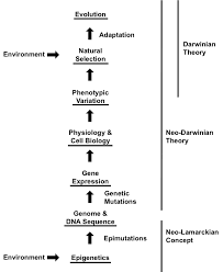 On Epigenetics We Need Both Darwins And Lamarcks Theories