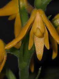 Image result for Polystachya fallax