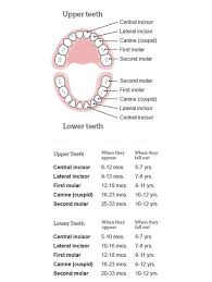 baby teeth order of appearance and loss images teething