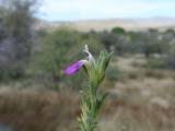Image result for Pogonospermum divaricatum