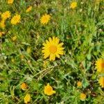 Image result for Emilia discifolia