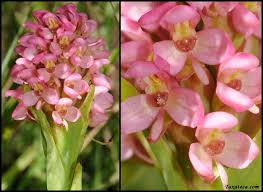 Image result for Disa stairsii