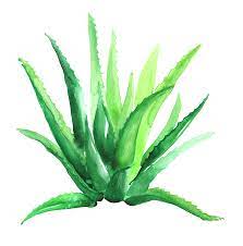Fresh Watercolor Aloe Vera Set Aloe Plant Botanical Watercolor Watercolor Plants