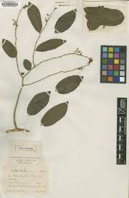 Image result for Securidaca welwitschii