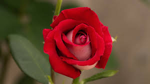 Find your perfect hd wallpaper for your phone, desktop, website or more! Earth Red Rose Hd Wallpapers Hd Wallpapers Id 32523
