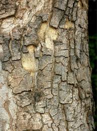 Image result for Philenoptera nelsii