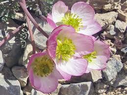 Image result for Ranunculus volkensii