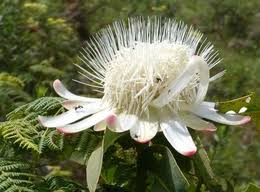 Image result for Protea madiensis