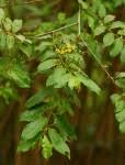 Image result for Grewia flavescens