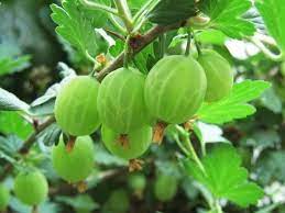 Stachelbeeren zeichnen sich durch einen unverwechslebaren geschmack aus. Stachelbeere Im Garten Vergessenes Beerenobst Neuentdeckt Botanik Guide