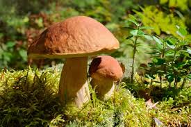 british wild mushrooms and fungi guide where to find and