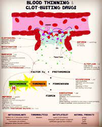 Source Lovelybeans Comمحل اثر داروهای ضد سیستم هموستاز Anticoagulation Therapy Targets Hemostasis Coagul Pharmacology Pharmacology Nursing Nursing Mnemonics