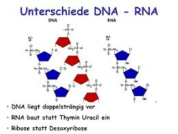 Kunstwort) ist eine nukleinsäure, die sich als polynukleotid aus einer kette von vielen nukleotiden zusammensetzt. Dna Als Erbsubstanz Dna Desoxyribonukleinsaure Ppt Video Online Herunterladen