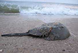 Horseshoe Crabs Are One Of Nature S Great Survivors
