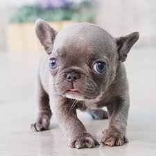 Another rare trait are their light colored eyes. The Teacup French Bulldog Everything You Need To Know About