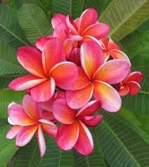 Pin On Flowers Plumeria Frangipani
