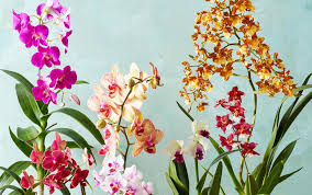 If the orchid care is well done, the flowering can be seen 3 or even 4 times. How To Care For Orchids Better Homes Gardens