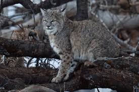 You will also need a license. The Six Wildcats Of North America Owlcation Education
