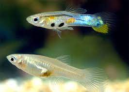 Lifespan Of Guppies How Long Does A Guppy Fish Live For