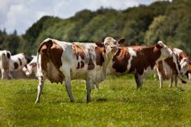 De ce trebuie sa cunoasca medicul problemele emotionale. Factori Care Influenteaza Productia De Lapte La Bovine Agropost