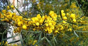 Desert Cassia Flickr Photo Sharing Senna Artemisioides Subsp X Coriacea Benth Synonim Cassia Nemophi Vacation Places Mexico Vacation Native Garden